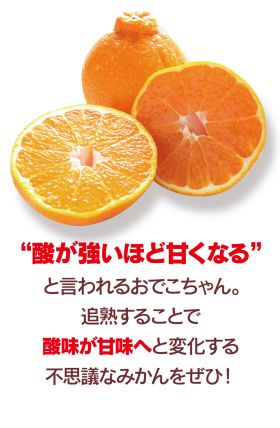 酸が強いほど甘くなるおでこちゃんは追熟することで甘くなる不思議なみかん